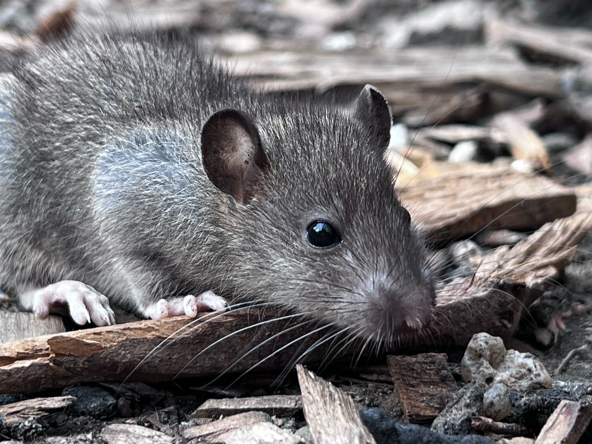 a lovely soft-focus portrait of a rat on mulch